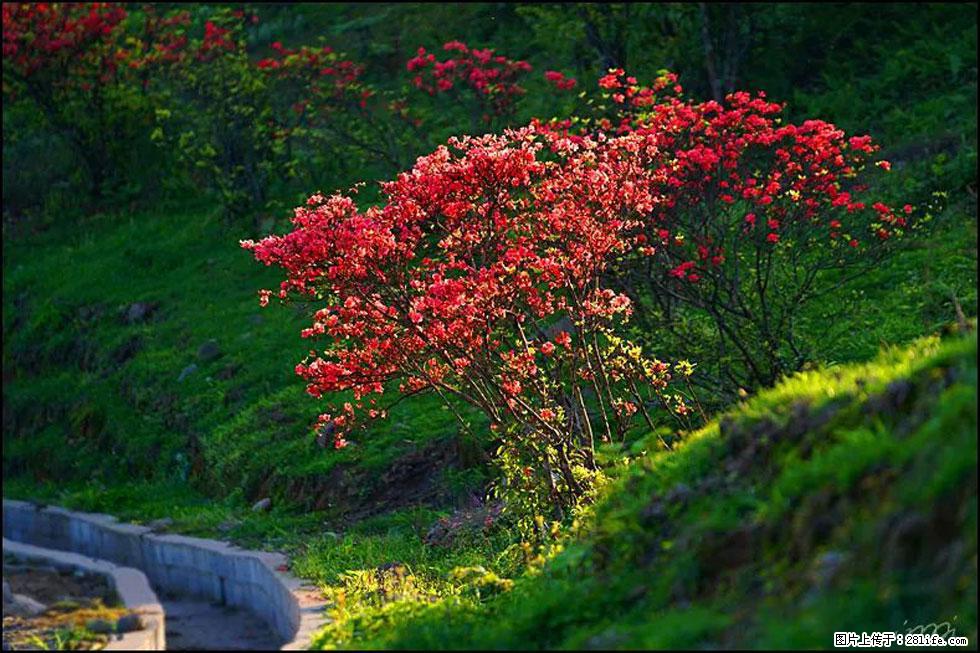 【春天,广西桂林灌阳县向您发出邀请!】春木界上映山红 - 游山玩水 - 汕头生活社区 - 汕头28生活网 st.28life.com