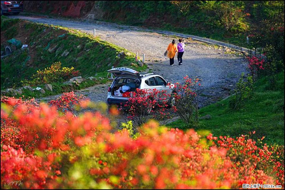 【春天,广西桂林灌阳县向您发出邀请!】春木界上映山红 - 游山玩水 - 汕头生活社区 - 汕头28生活网 st.28life.com
