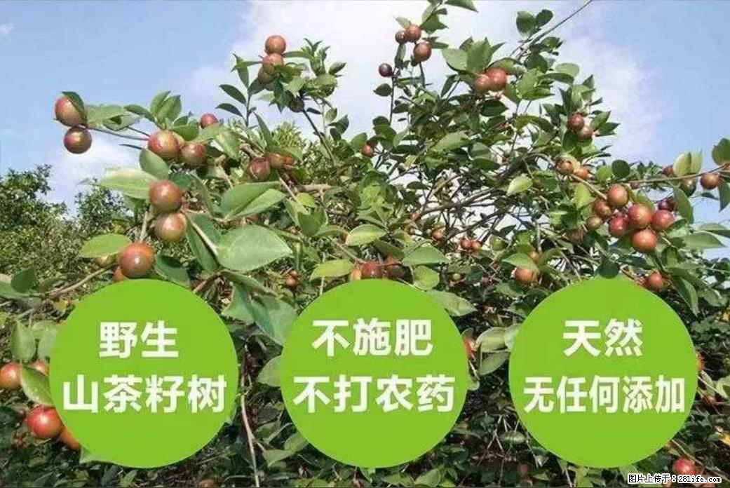 【灌阳县油茶产业示范区】一个有着充实的精神生活的人，对待身外之物自会有一种淡泊的态度 - 美食天地 - 汕头生活社区 - 汕头28生活网 st.28life.com