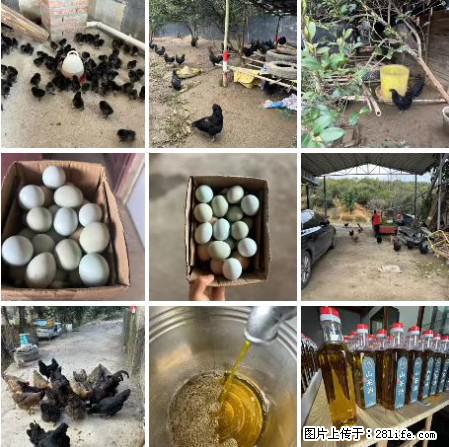 油茶园从小鸡仔开始养起的纯土鸡、土鸡蛋可以预定啦！还有前几天刚榨的纯山茶油哦 - 美食天地 - 汕头生活社区 - 汕头28生活网 st.28life.com