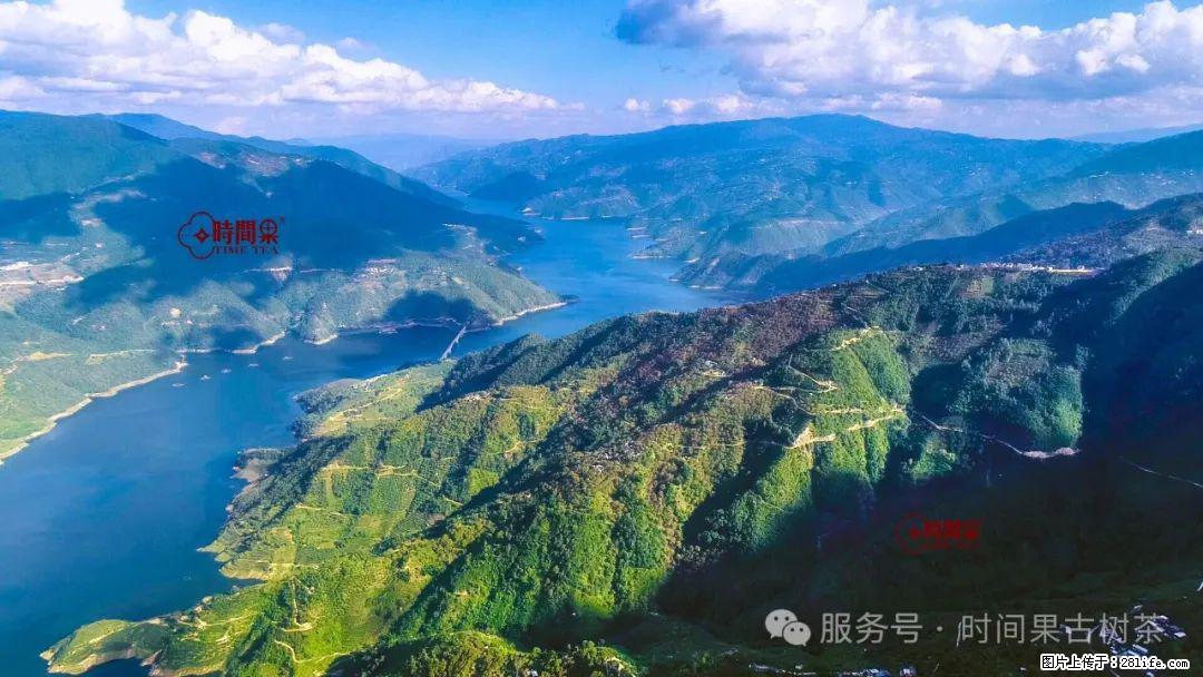 时间果百年古树龙珠普洱生茶 - 购物交流 - 汕头生活社区 - 汕头28生活网 st.28life.com