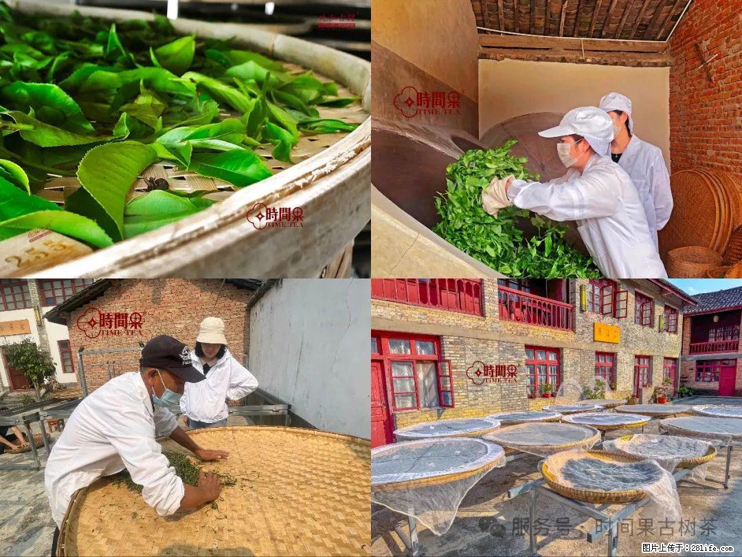 时间果百年古树龙珠普洱生茶 - 购物交流 - 汕头生活社区 - 汕头28生活网 st.28life.com