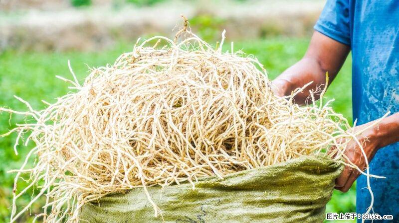 堪称“最难吃”的蔬菜,却是 “抗辐射神器”,还能护肺、清热、止咳化痰! - 汕头生活资讯 - 汕头28生活网 st.28life.com