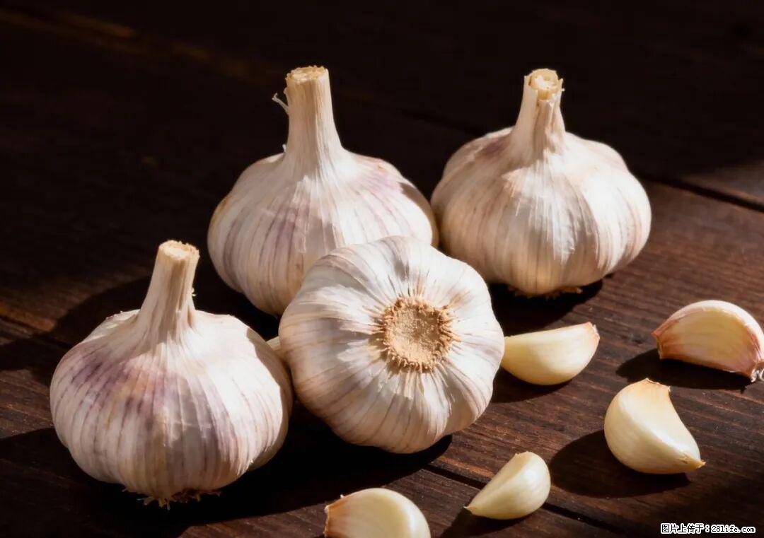 关于大蒜，除了“天然抗生素”，这4个谣言更该警惕! - 汕头生活资讯 - 汕头28生活网 st.28life.com