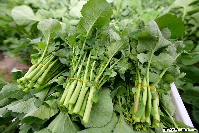 这些蔬菜是“天然钙片”，这6种被医生重点推荐 - 汕头生活资讯 - 汕头28生活网 st.28life.com